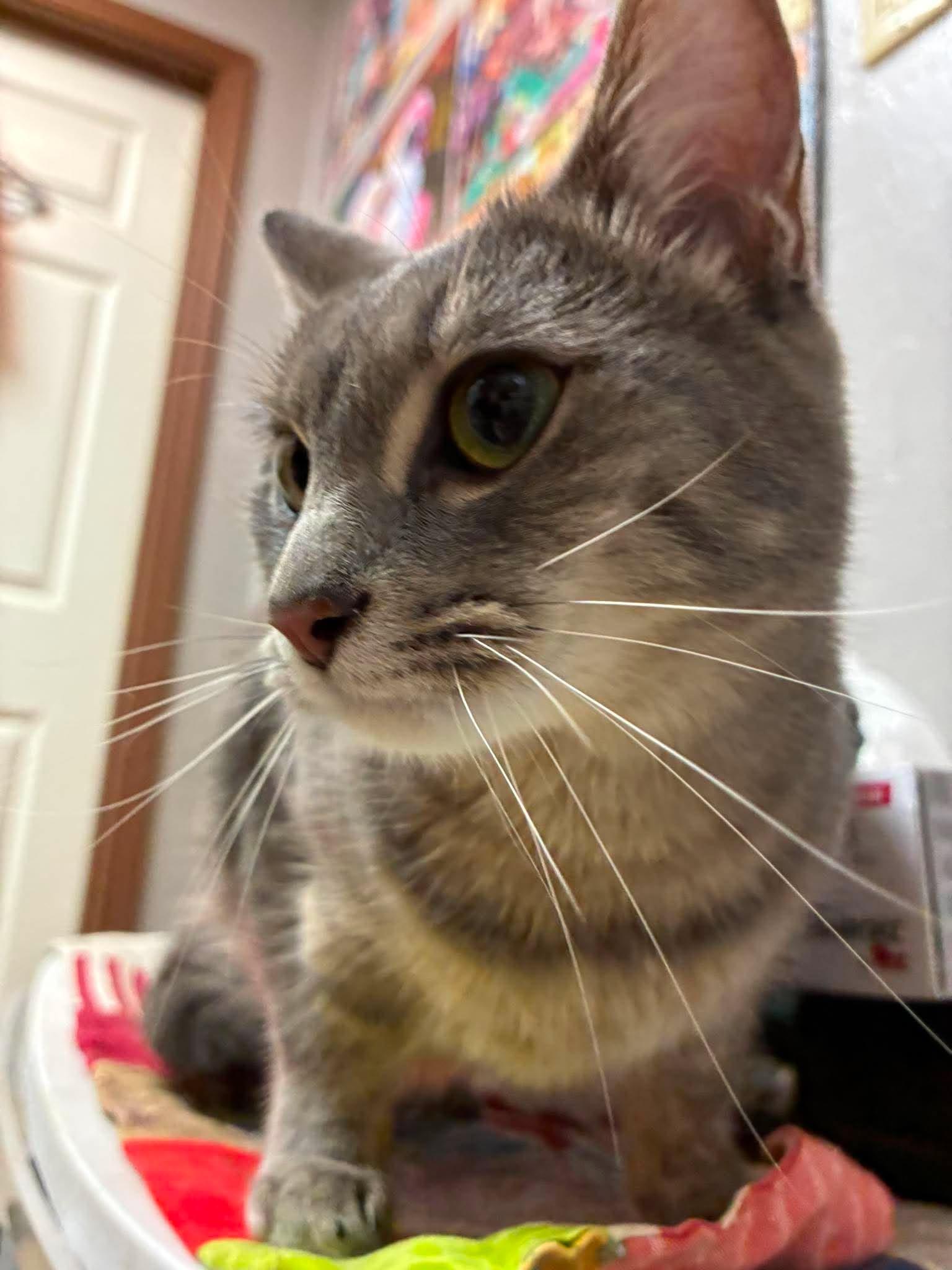 Enlarge Samira, an adopted mixed breed in Petersburg, IL image 5/6