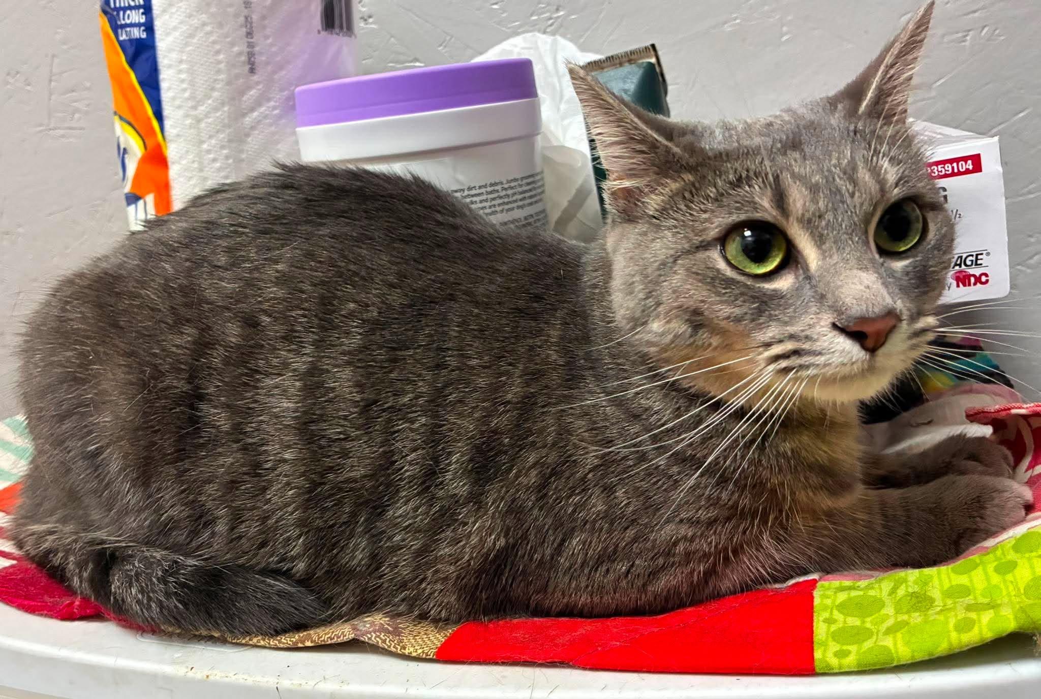 Enlarge Samira, an adopted mixed breed in Petersburg, IL image 4/6