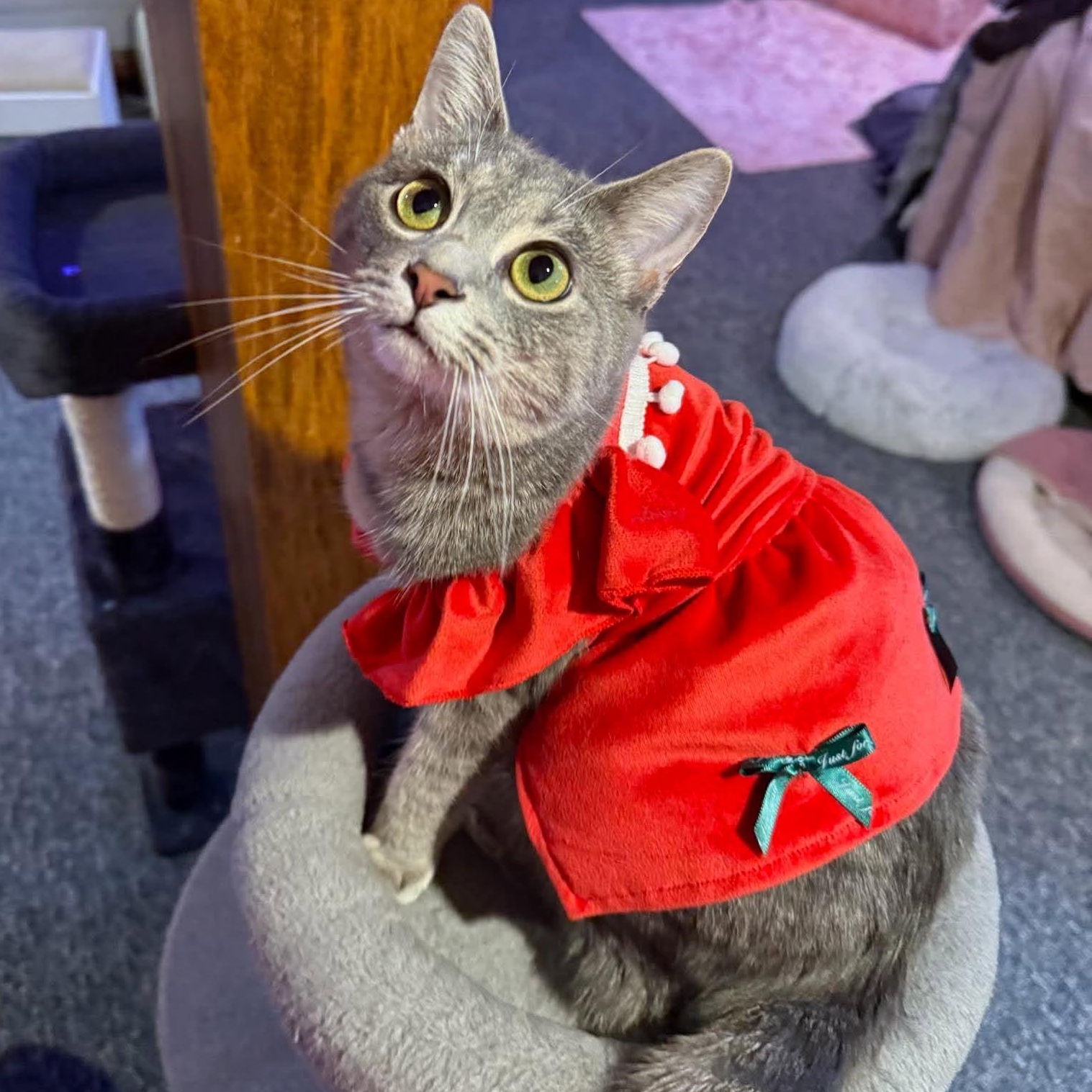 Enlarge Samira, an adopted mixed breed in Petersburg, IL image 2/6