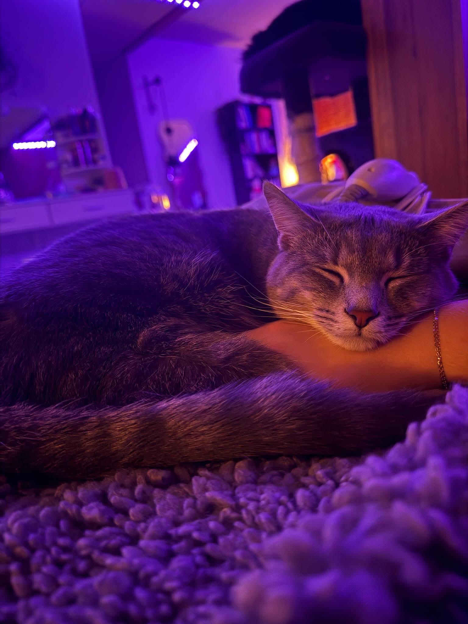 Enlarge Samira, an adopted mixed breed in Petersburg, IL image 6/6