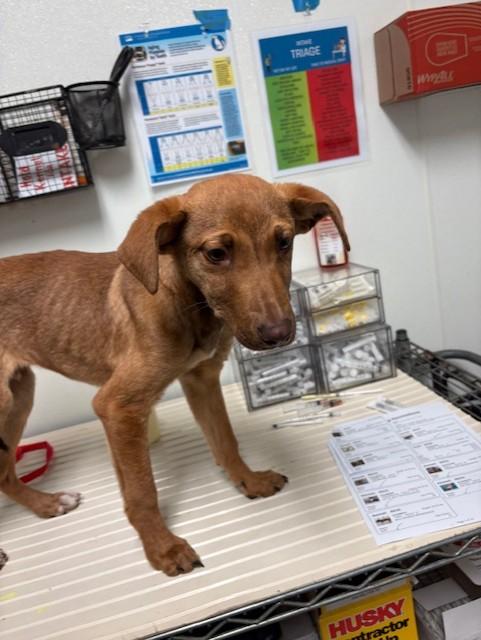 Inigo -- URGENT! LONGTIME RESIDENT!, ADOPTABLE, Puppy Male Shepherd.