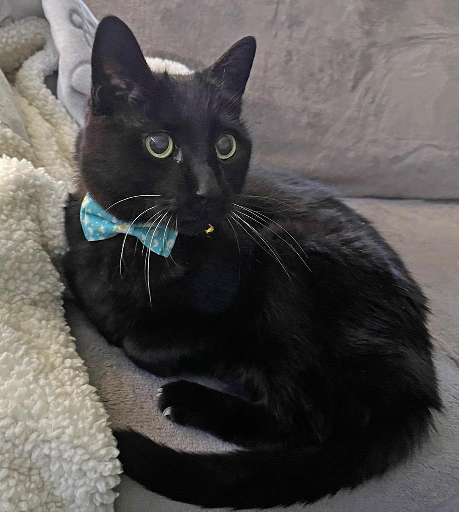 Guillaume, Adoptable, Senior Male Domestic Medium Hair.