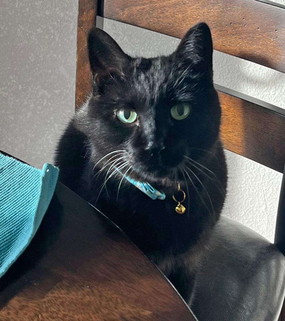 Enlarge Guillaume, a Adoptable mixed breed in Palmer, AK image 2/4