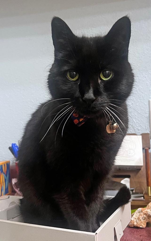 Enlarge Guillaume, a Adoptable mixed breed in Palmer, AK image 3/4