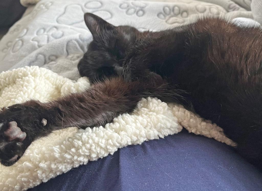 Guillaume, a Adoptable mixed breed in Palmer, AK image 3/4