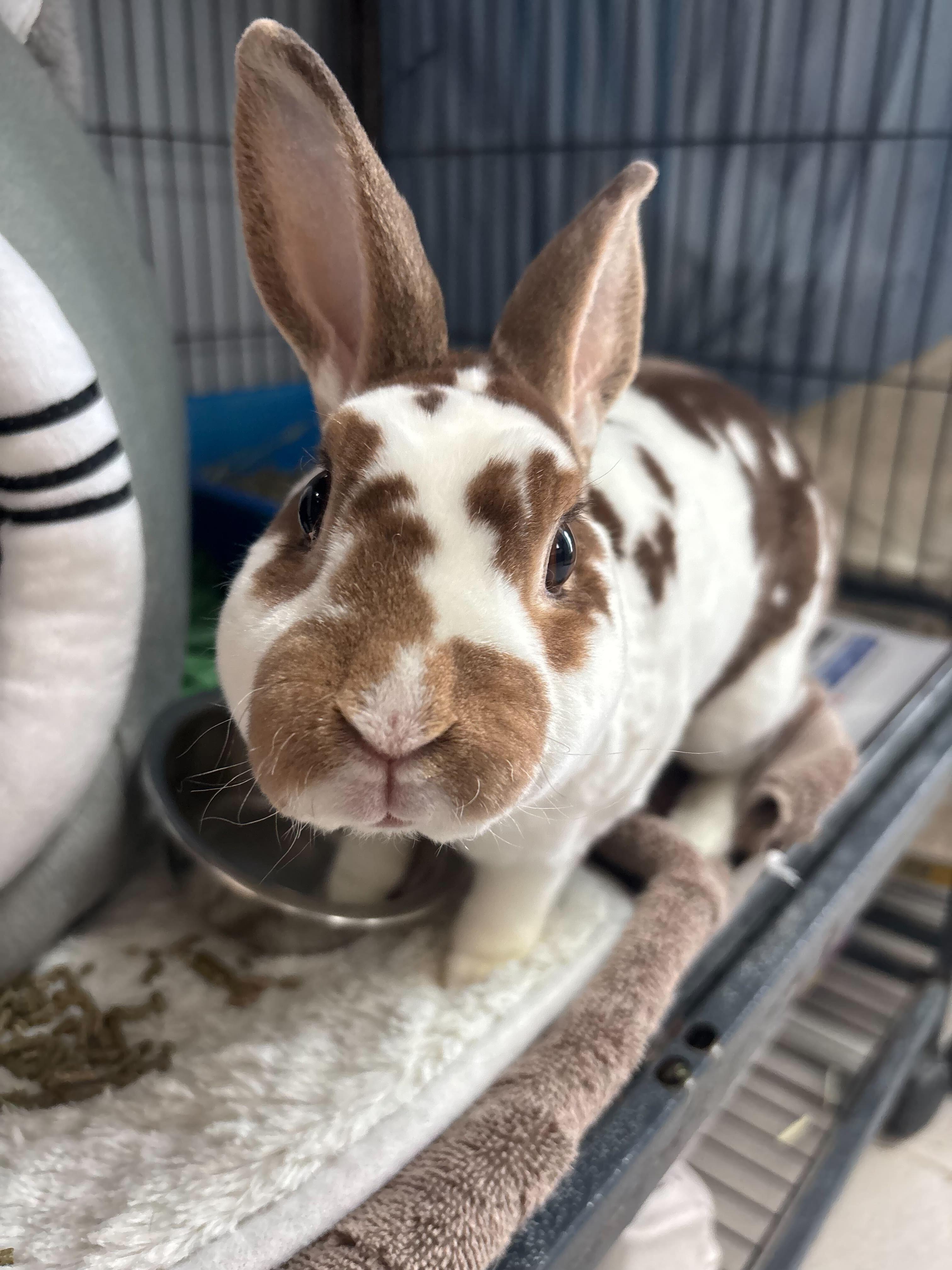 Enlarge Lululemon- I have special needs!, a Adoptable Mini Rex in Manchester, NH image 1/2