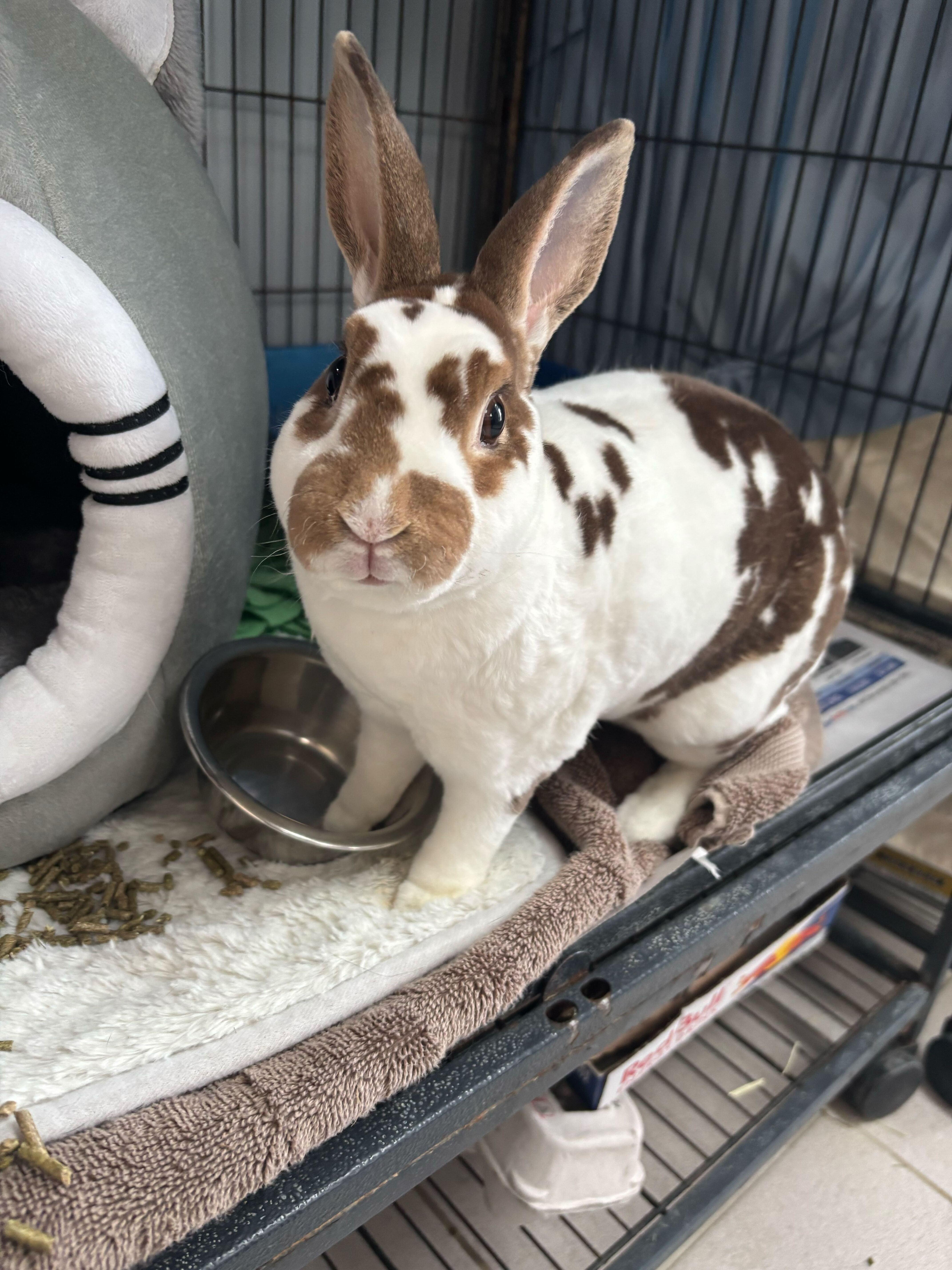 Enlarge Lululemon- I have special needs!, a Adoptable Mini Rex in Manchester, NH image 2/2
