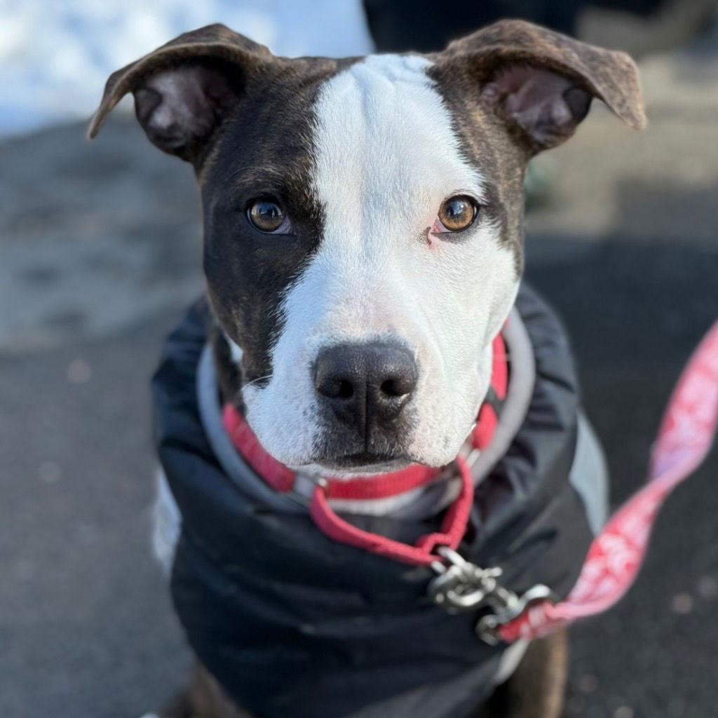 Enlarge Gina, a Adoptable mixed breed in Bloomfield, CT image 1/3