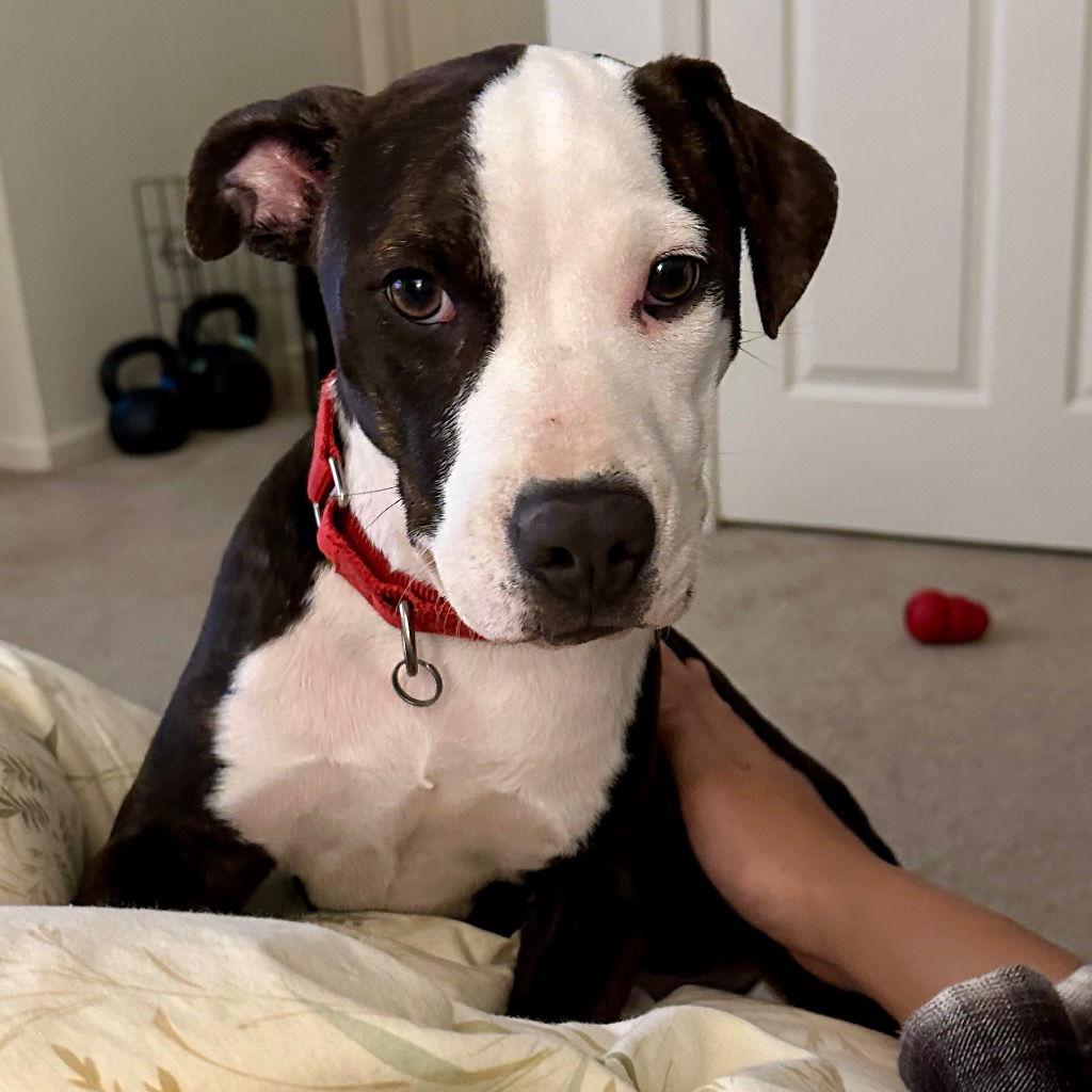 Enlarge Gina, a Adoptable mixed breed in Bloomfield, CT image 3/3