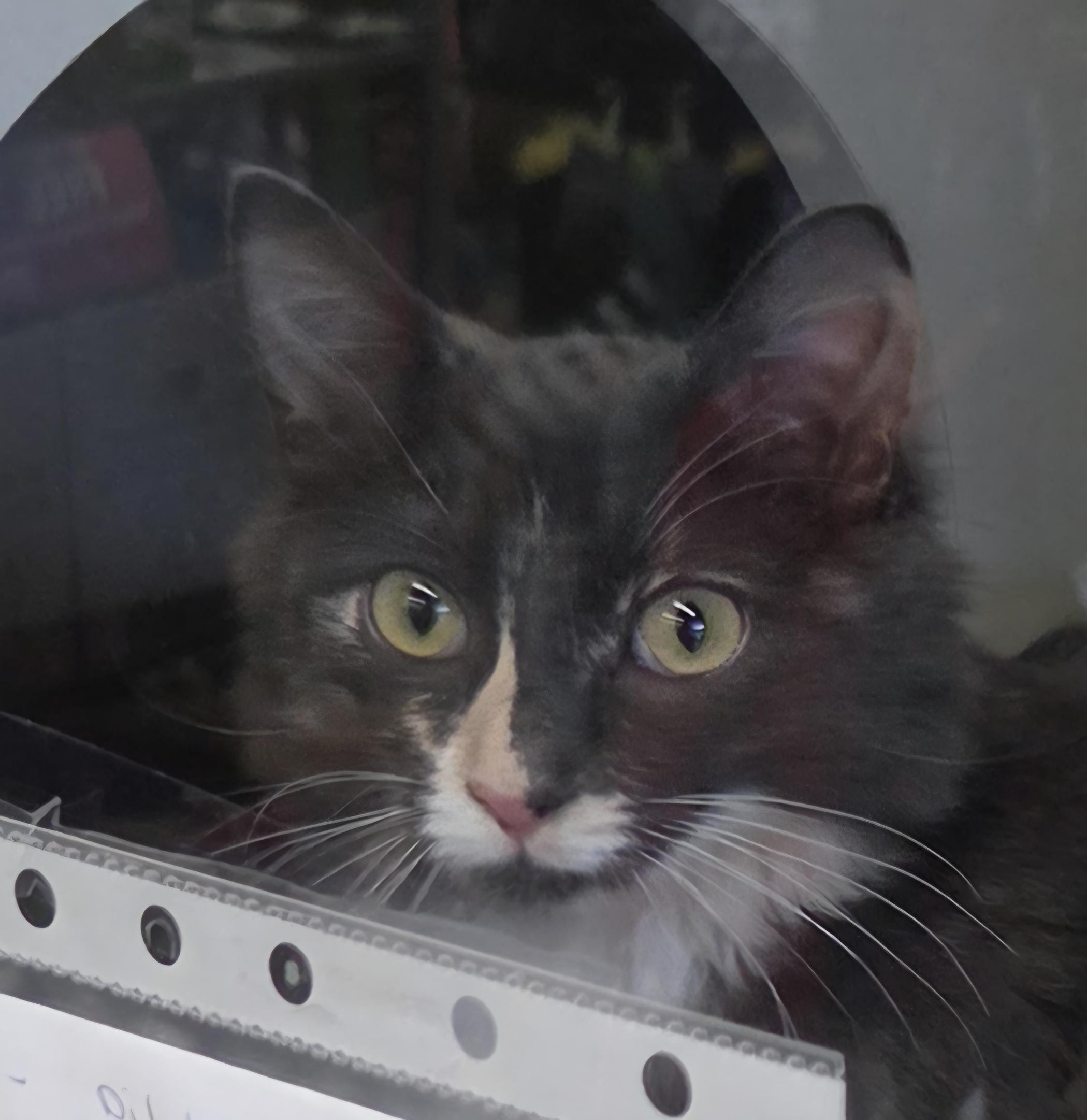 Countess, Adoptable, Kitten Female Domestic Medium Hair.
