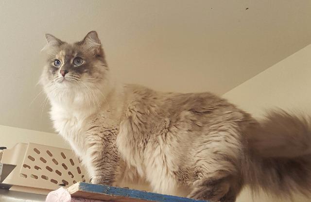 Luna, Adoptable, Senior Female Domestic Long Hair.
