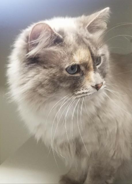 Luna, a Adoptable mixed breed in Kodiak, AK image 2/6