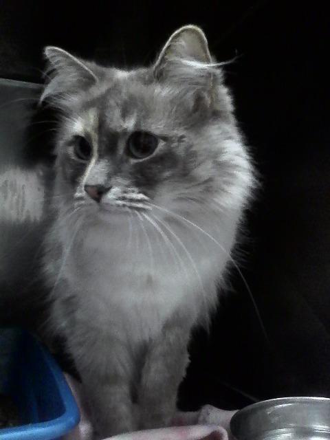 Luna, a Adoptable mixed breed in Kodiak, AK image 3/6