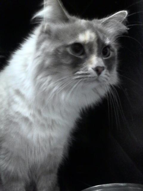 Luna, a Adoptable mixed breed in Kodiak, AK image 4/6
