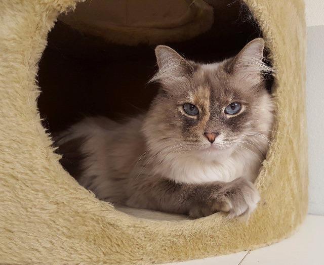Luna, a Adoptable mixed breed in Kodiak, AK image 5/6
