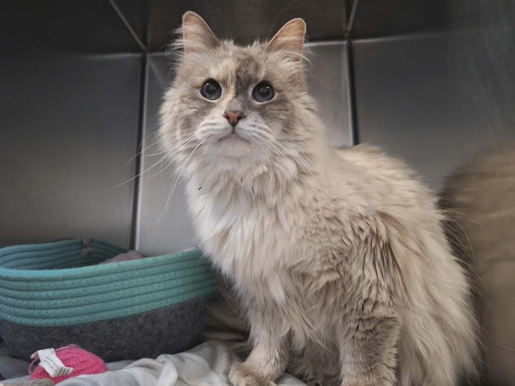 Luna, a Adoptable mixed breed in Kodiak, AK image 6/6