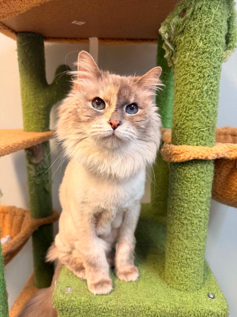 Enlarge Luna, a Adoptable mixed breed in Kodiak, AK image 6/6