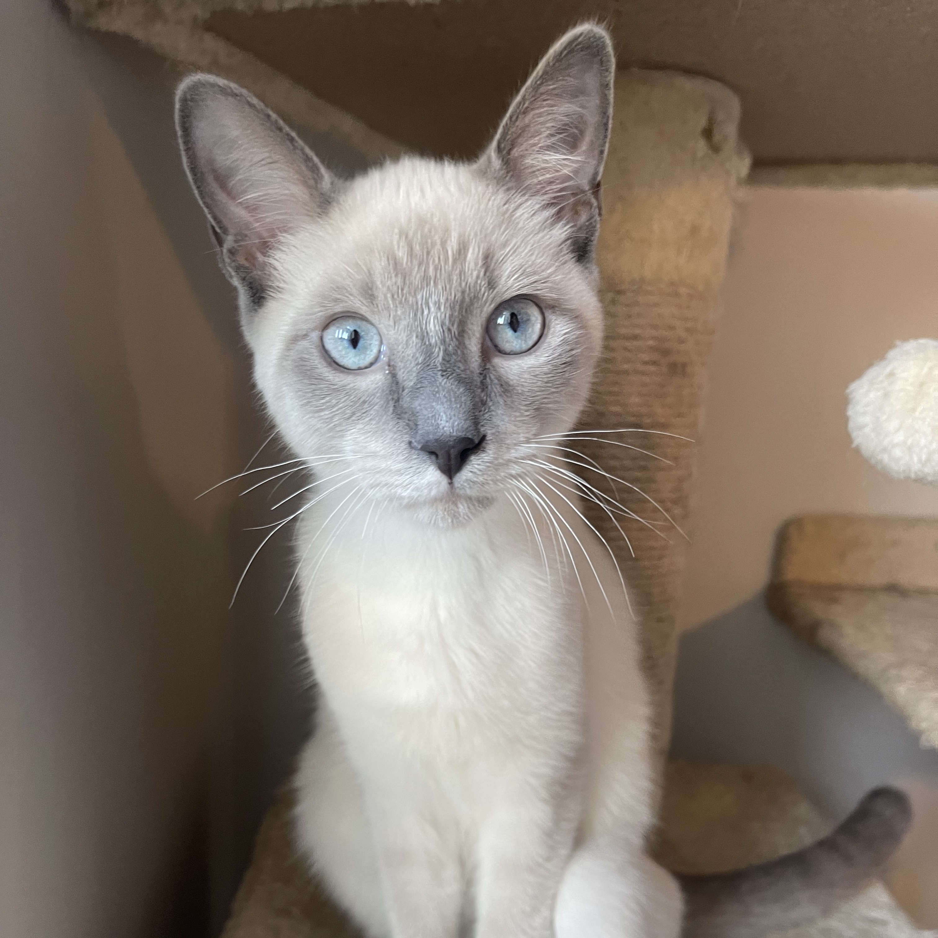 Snowball, Adopted, Young Male Siamese.