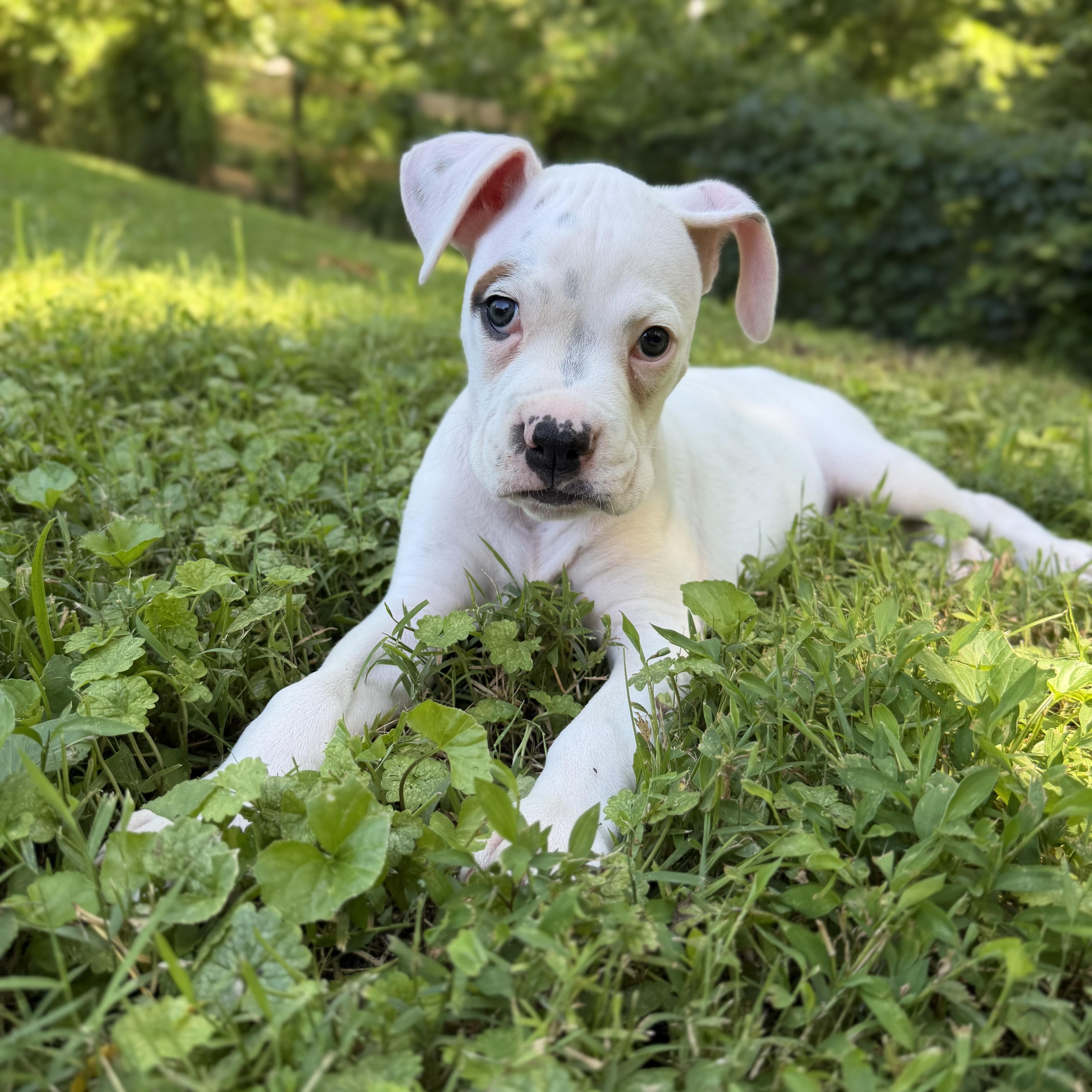 Enlarge Bardlow, an adoptable Boxer in Thompson's Station, TN image 1/6