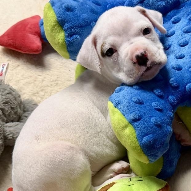 Bardlow, adoptable, Puppy Male Boxer.