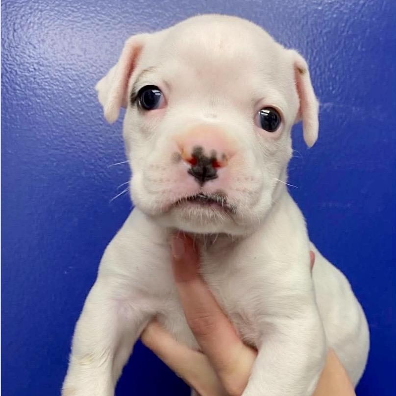 Enlarge Bardlow, an adoptable Boxer in Thompson's Station, TN image 6/6
