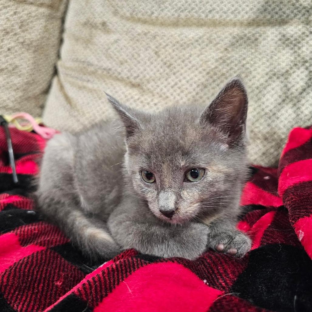 Enlarge Cookie, a Adoptable Domestic Short Hair in Eau Claire, WI image 2/4