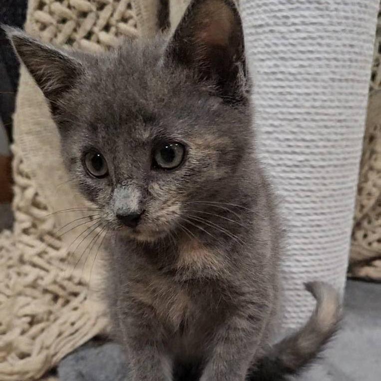 Enlarge Cookie, a Adoptable Domestic Short Hair in Eau Claire, WI image 3/4
