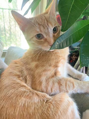 Willie, Adopted, Young Male Domestic Short Hair.