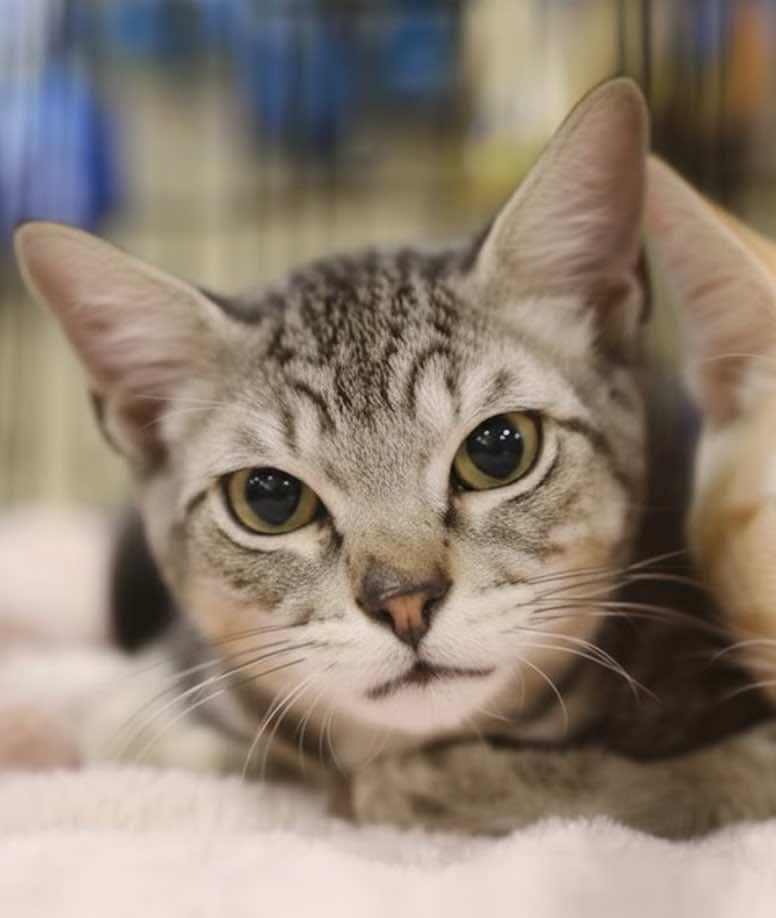 Enlarge Bolt, Thunder and Flash, a Adoptable mixed breed in Houston, TX image 2/6