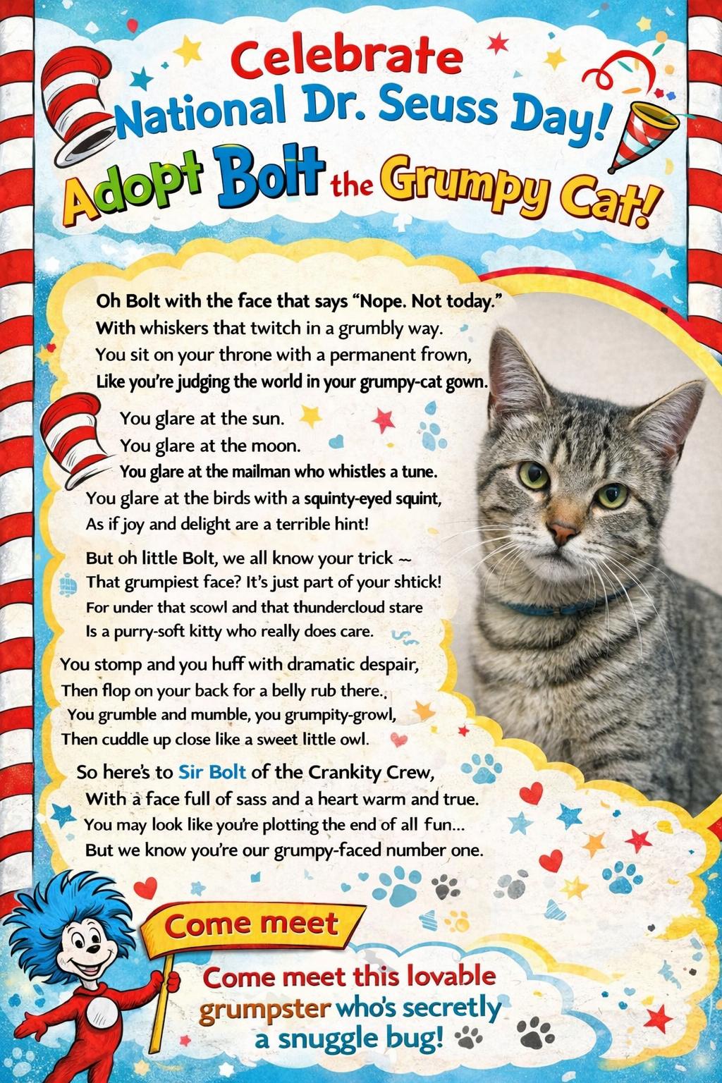 Enlarge Bolt , an adopted mixed breed in Houston, TX image 4/4