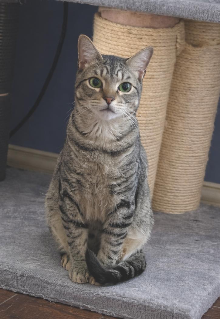 Enlarge Bolt , an adopted mixed breed in Houston, TX image 3/4