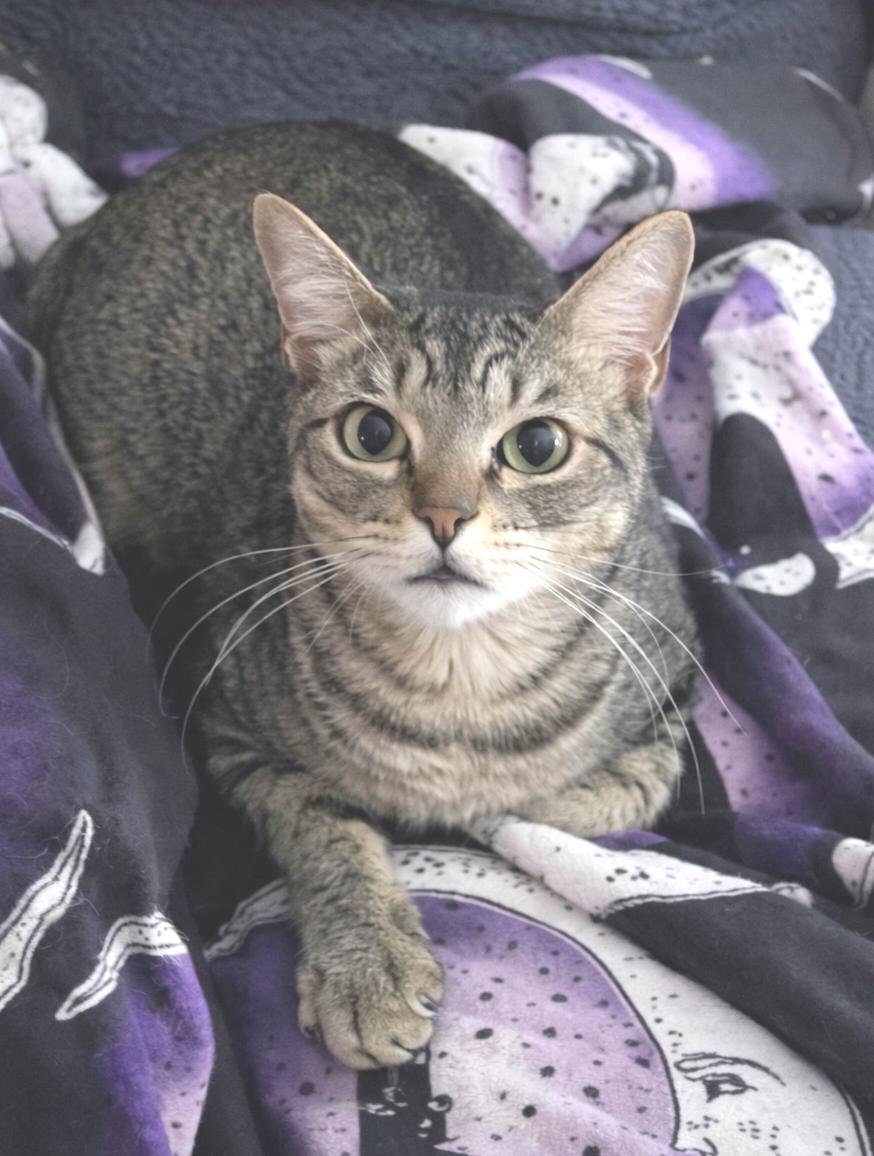 Bolt , Adoptable, Kitten Male Tabby & Domestic Short Hair.