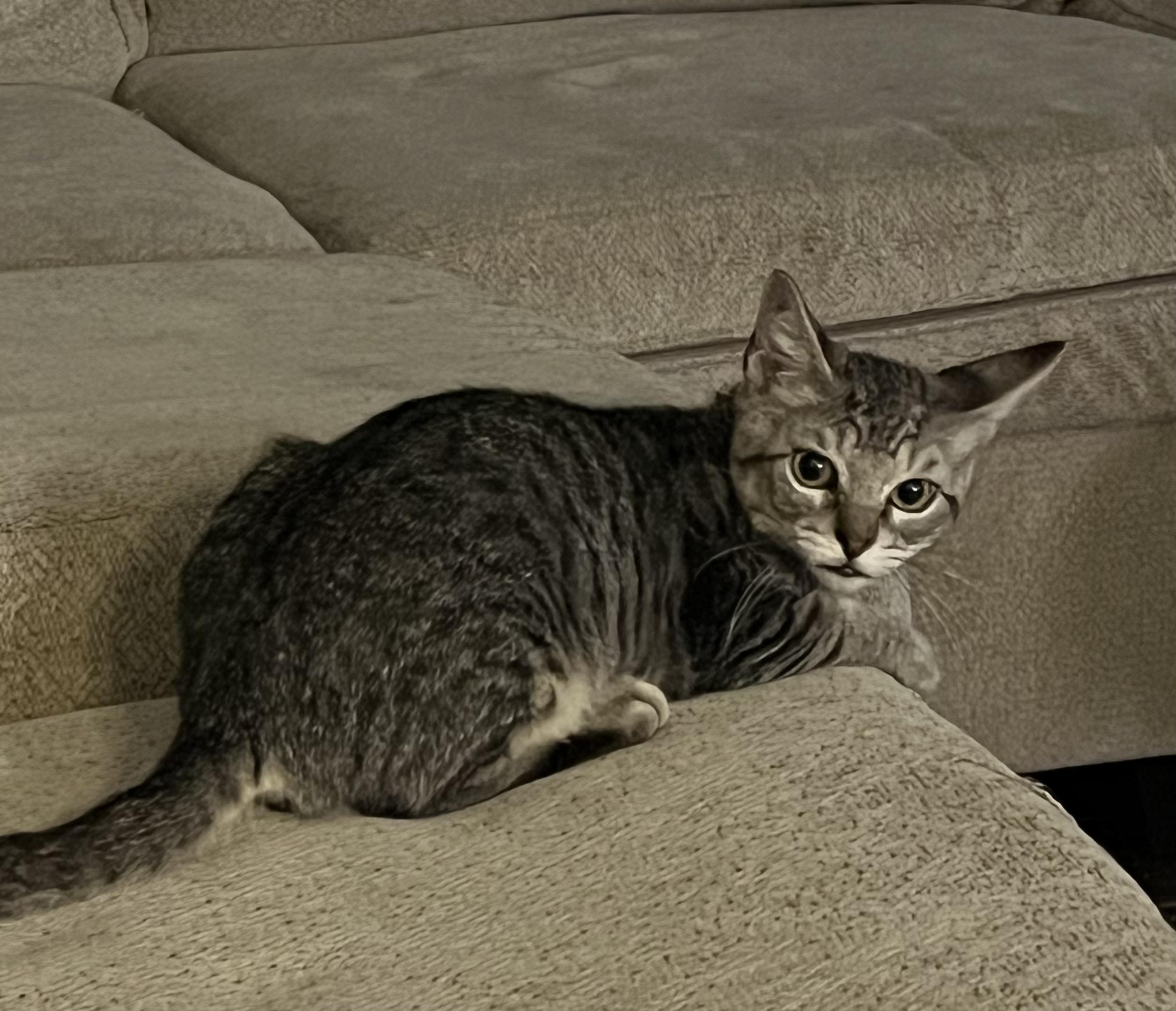 Enlarge Bolt, Thunder and Flash, a Adoptable mixed breed in Houston, TX image 5/6