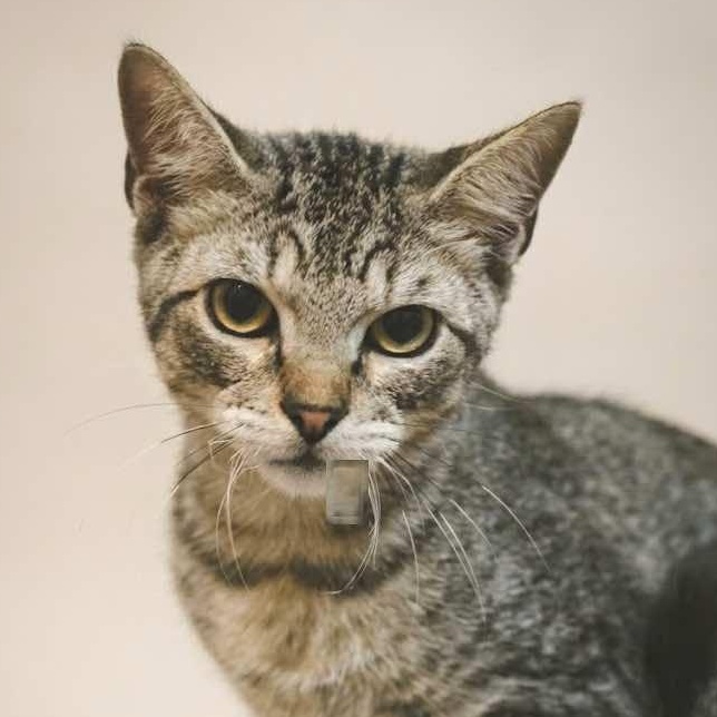 Enlarge Bolt, Thunder and Flash, a Adoptable mixed breed in Houston, TX image 1/6