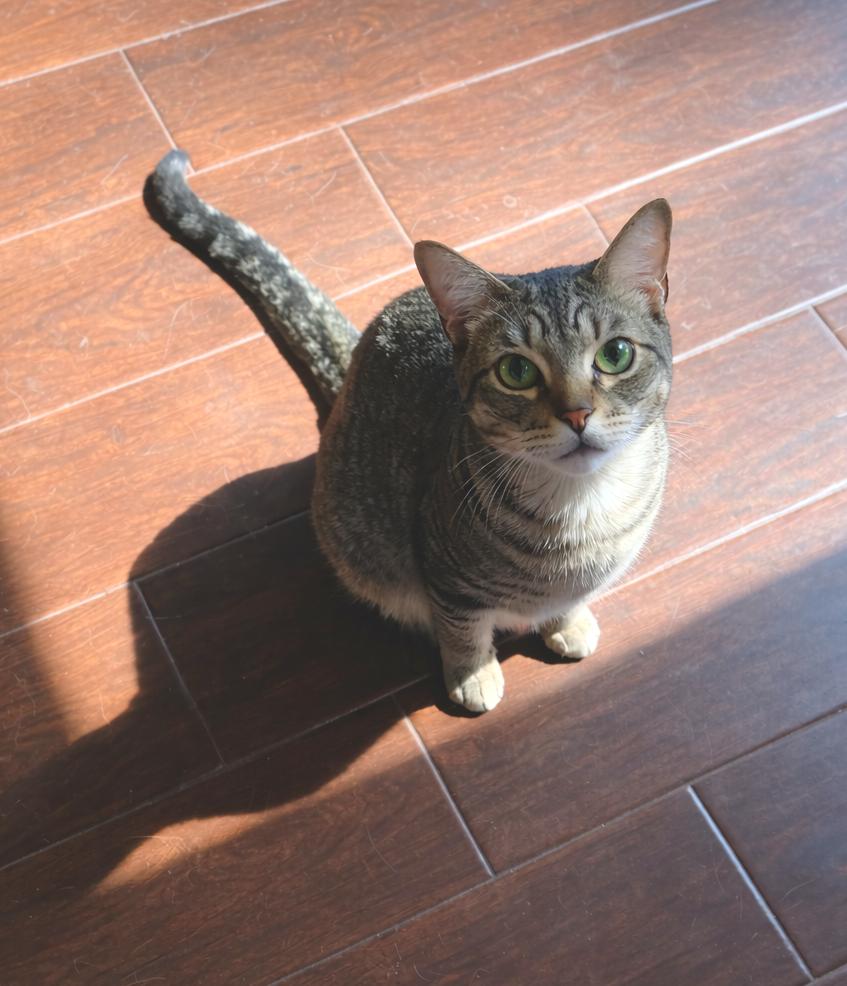 Enlarge Bolt , an adopted mixed breed in Houston, TX image 2/4