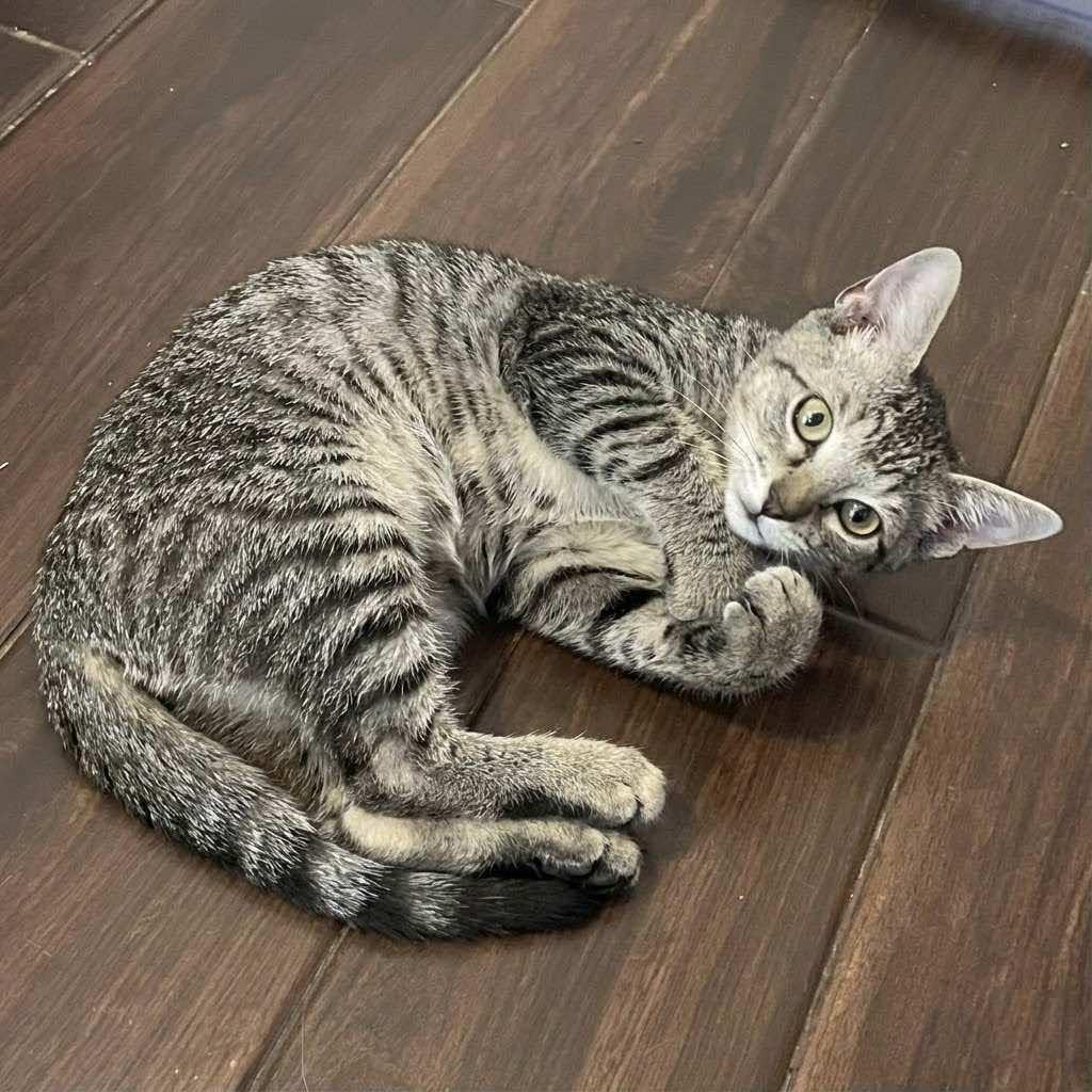 Enlarge Bolt, Thunder and Flash, a Adoptable mixed breed in Houston, TX image 4/6