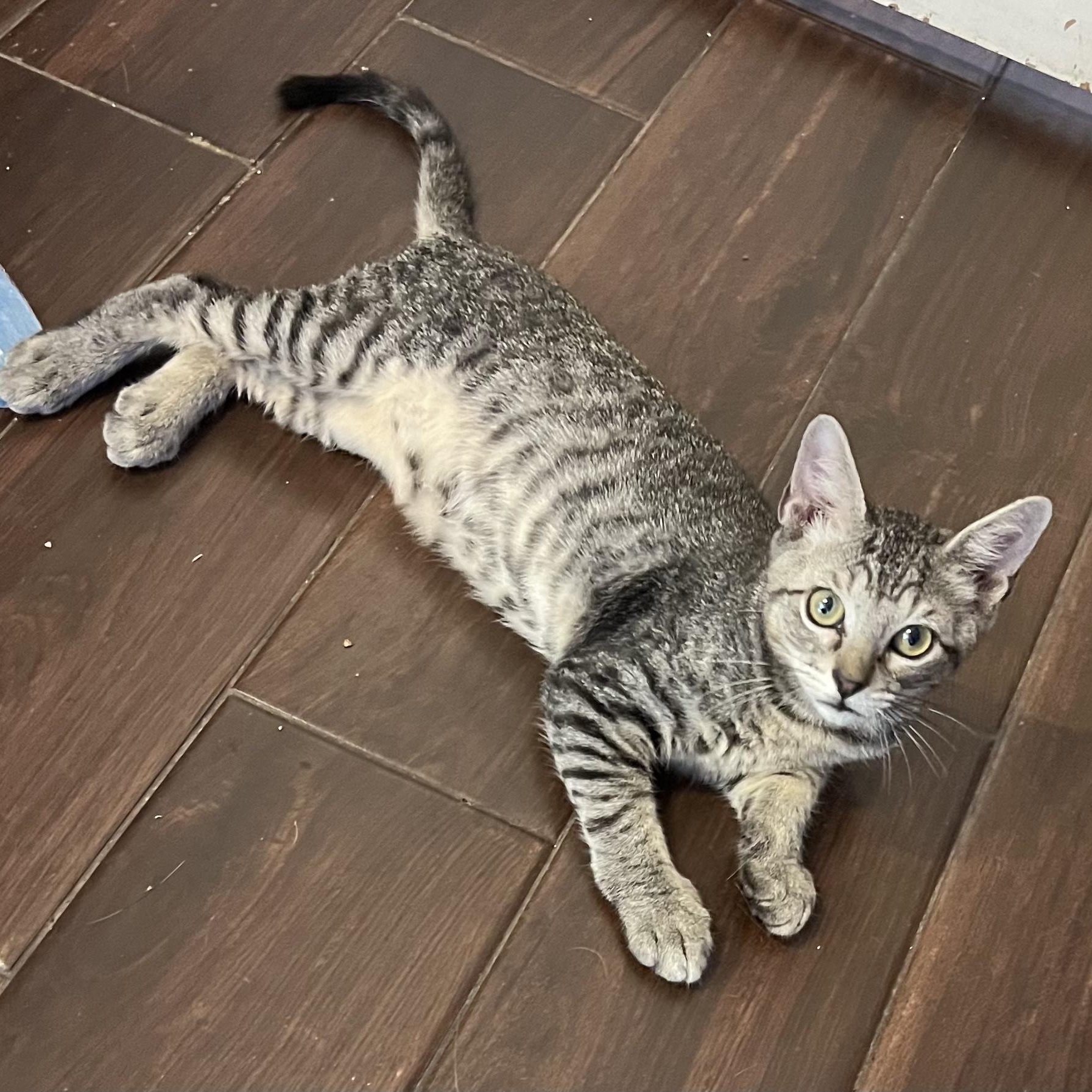 Enlarge Bolt, Thunder and Flash, a Adoptable mixed breed in Houston, TX image 3/6