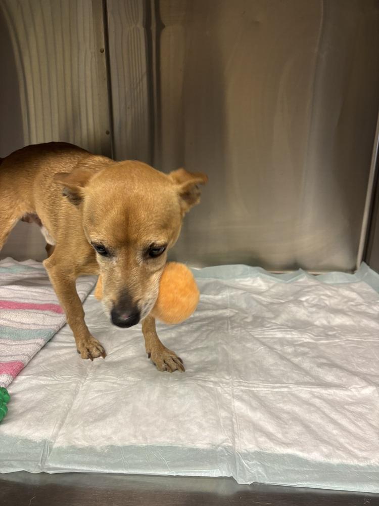 Skipper, Adopted, Senior Male Chihuahua.