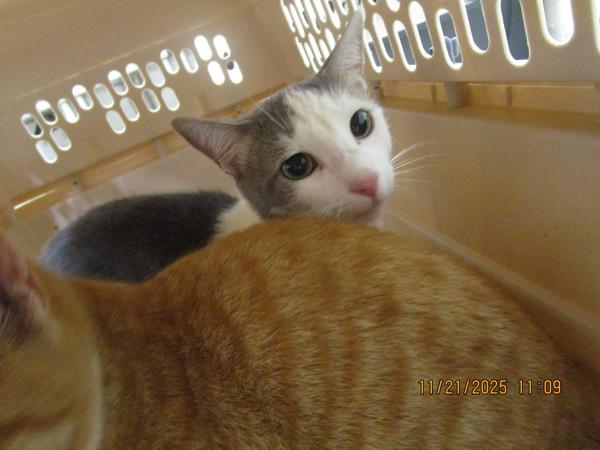 Enlarge Mary(687), a Adoptable mixed breed in Marietta, GA image 1/1