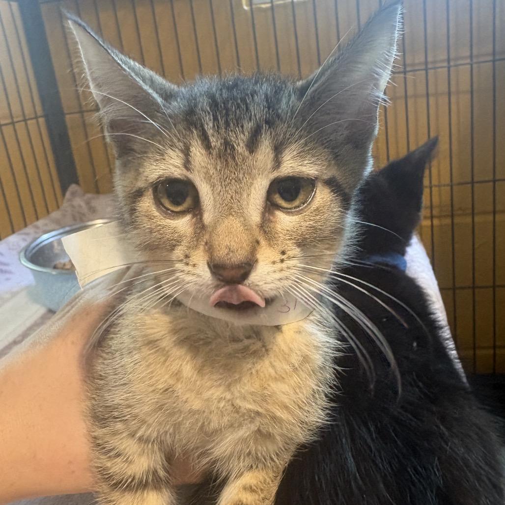 Minou, Adoptable, Kitten Male Domestic Short Hair & Domestic Short Hair.