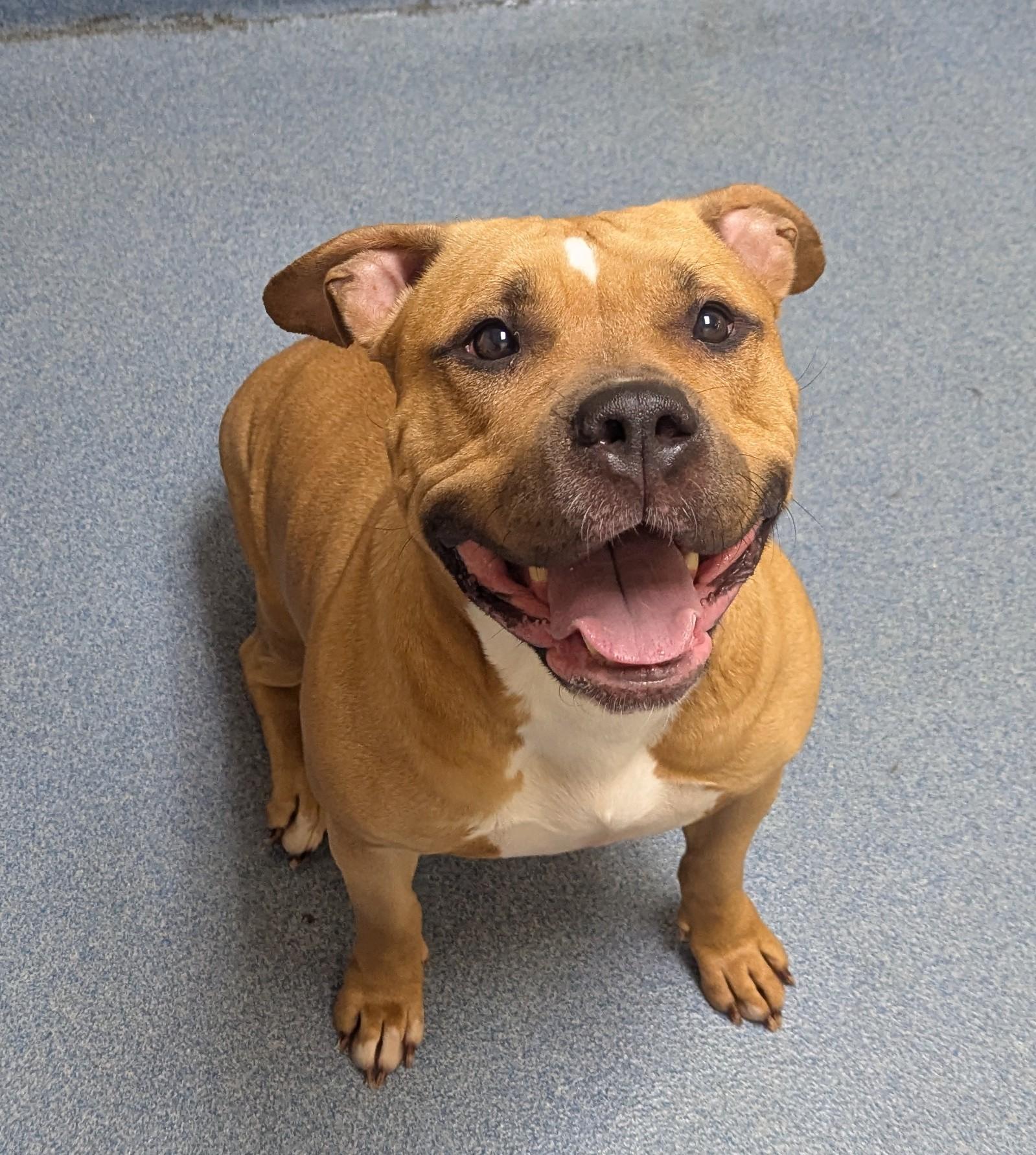 Butta, a ADOPTABLE Pit Bull Terrier in Suffolk, VA image 1/2