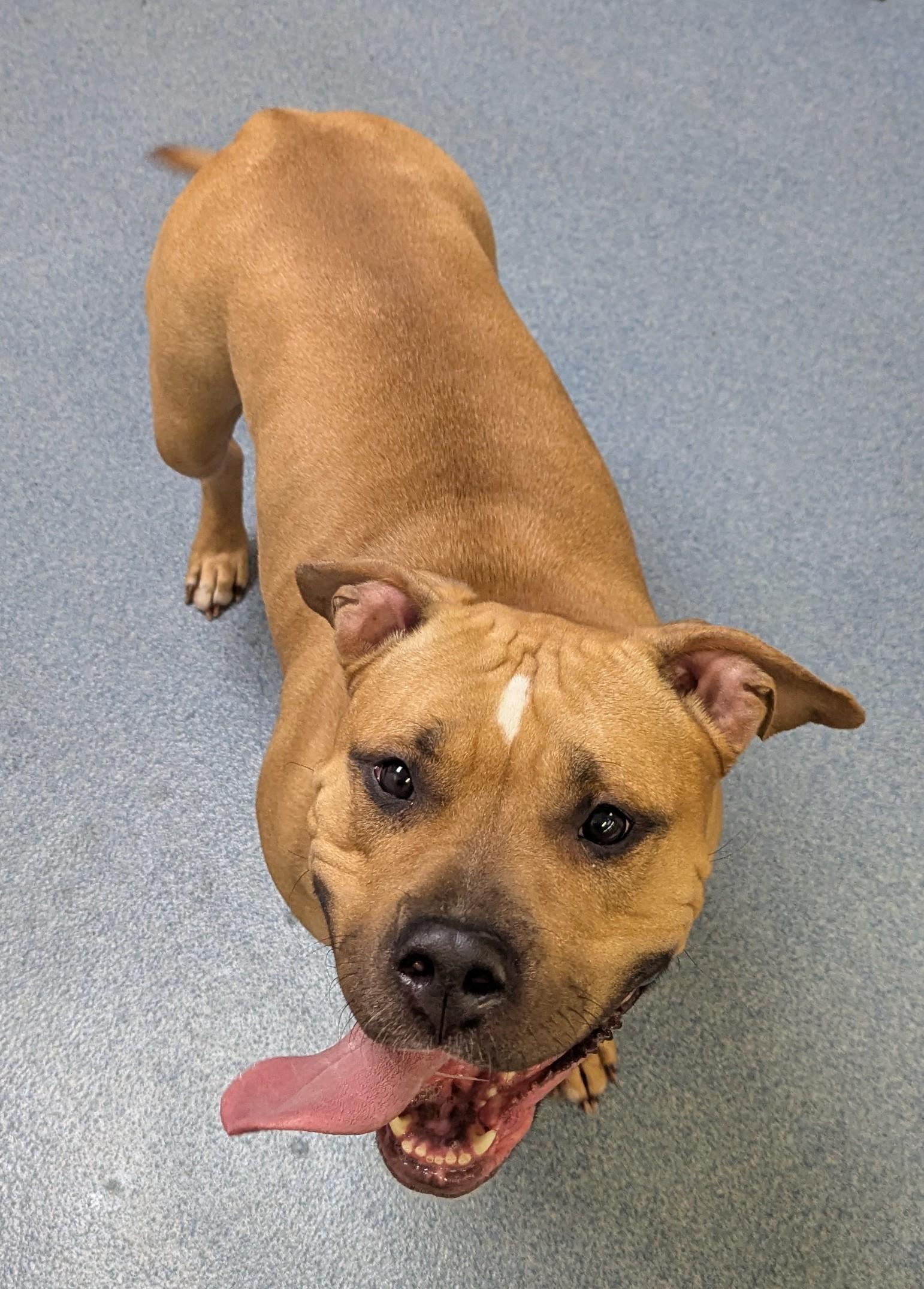 Butta, a ADOPTABLE Pit Bull Terrier in Suffolk, VA image 2/2