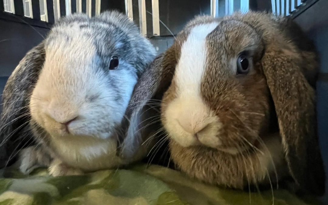 Fig & Raspberry, Adopted, Adult Female Lop Eared.
