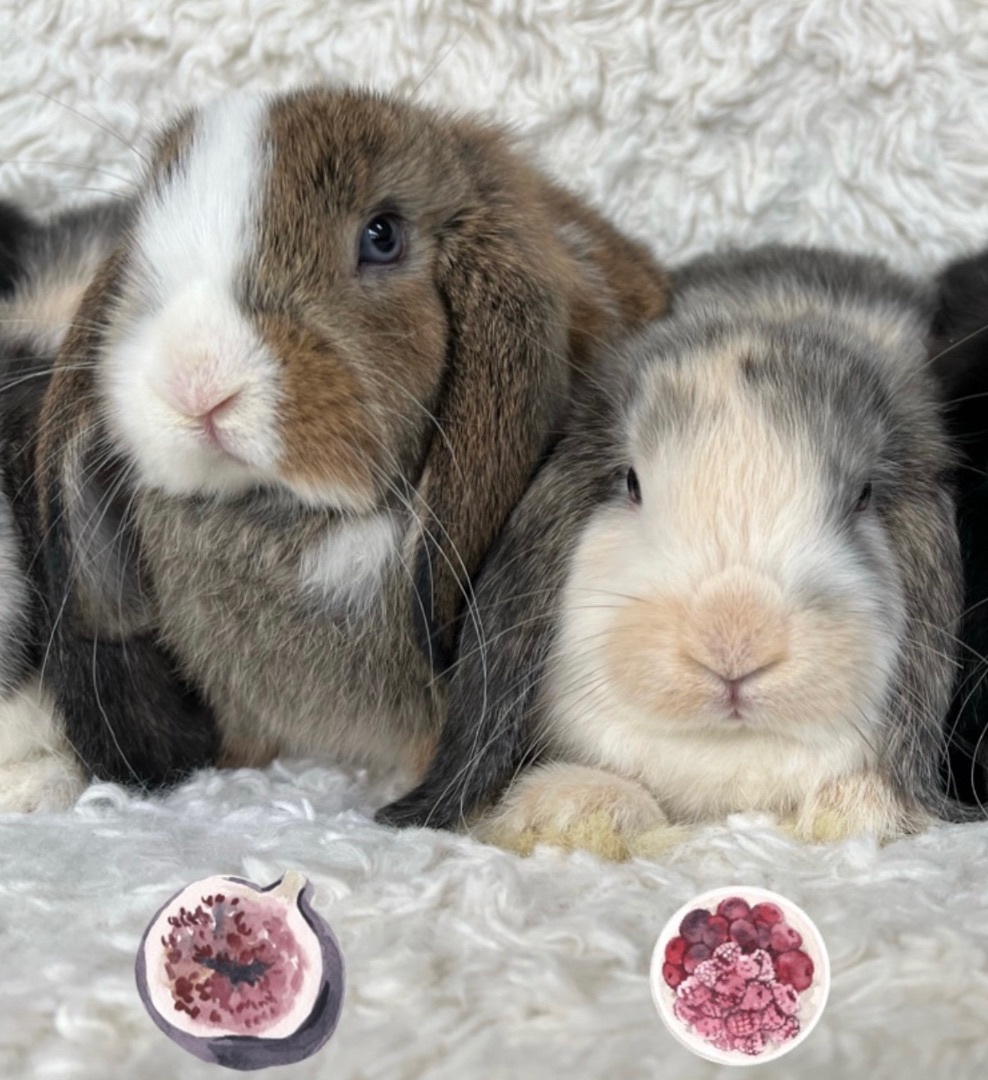 Enlarge Fig & Raspberry, a Adopted Lop Eared in Waldwick, NJ image 2/12