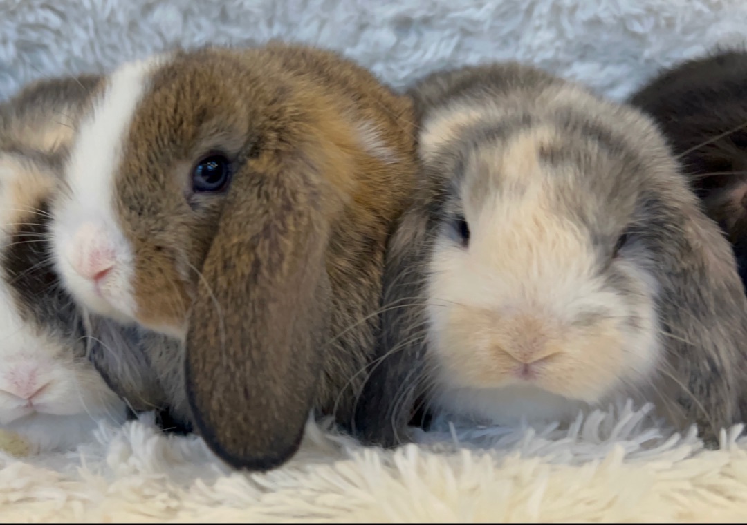 Enlarge Fig & Raspberry, a Adopted Lop Eared in Waldwick, NJ image 3/12