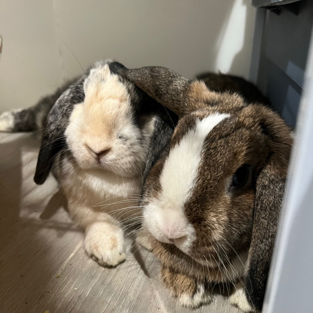 Enlarge Fig & Raspberry, a Adopted Lop Eared in Waldwick, NJ image 4/12