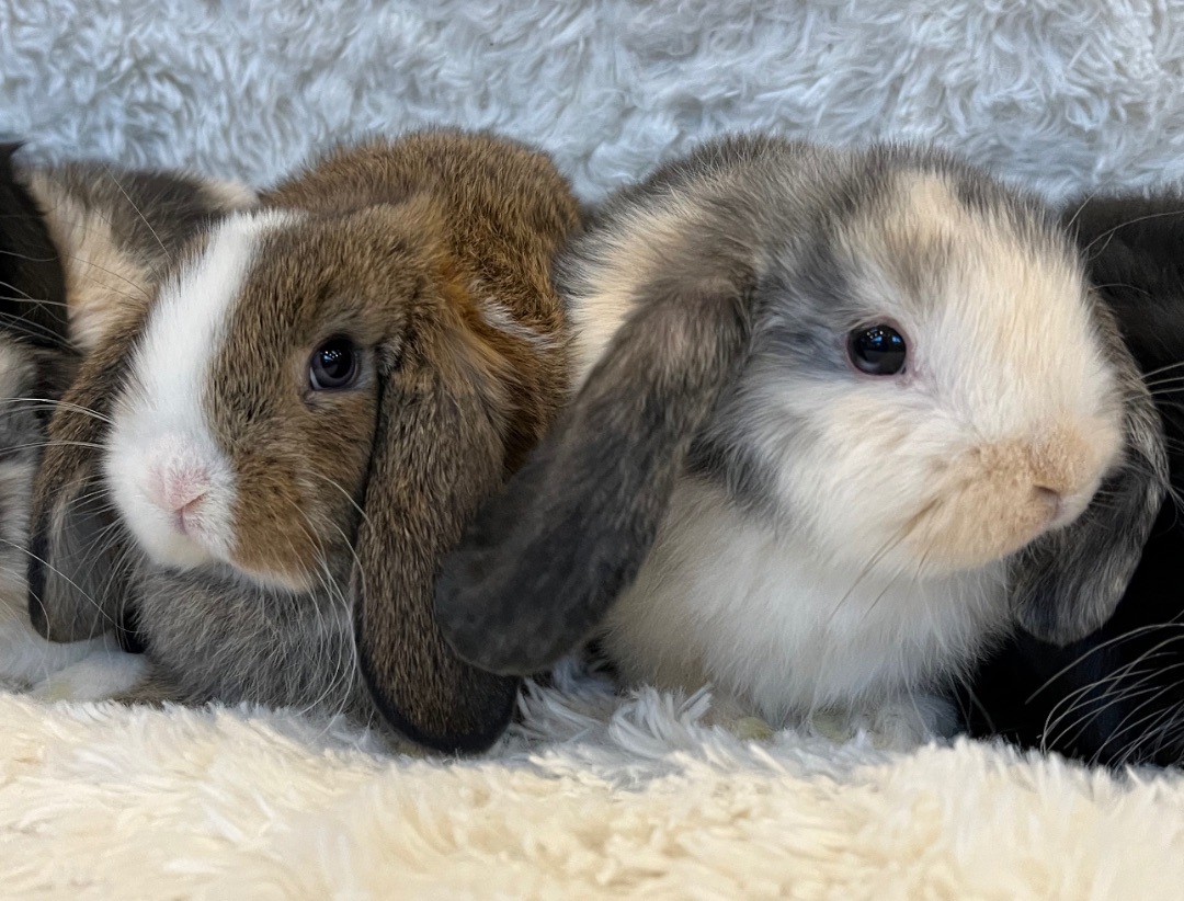 Enlarge Fig & Raspberry, a Adopted Lop Eared in Waldwick, NJ image 5/12