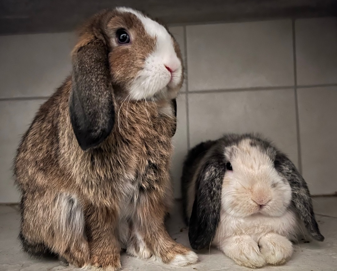 Enlarge Fig & Raspberry, a Adopted Lop Eared in Waldwick, NJ image 6/12