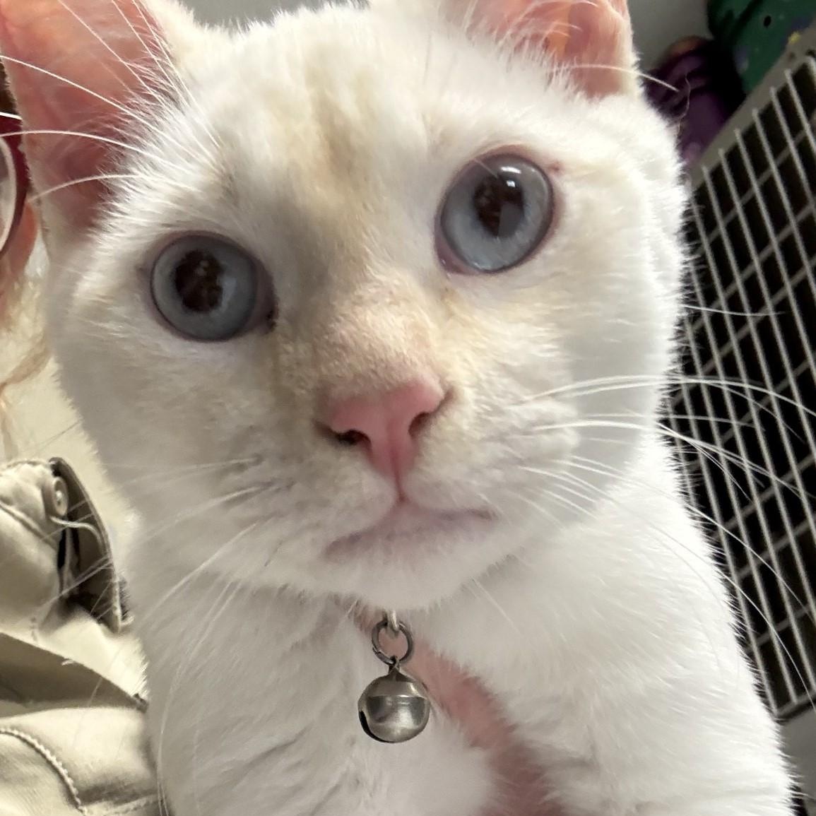 Enlarge Duncan, an adopted Domestic Short Hair in Elberon, VA image 1/1