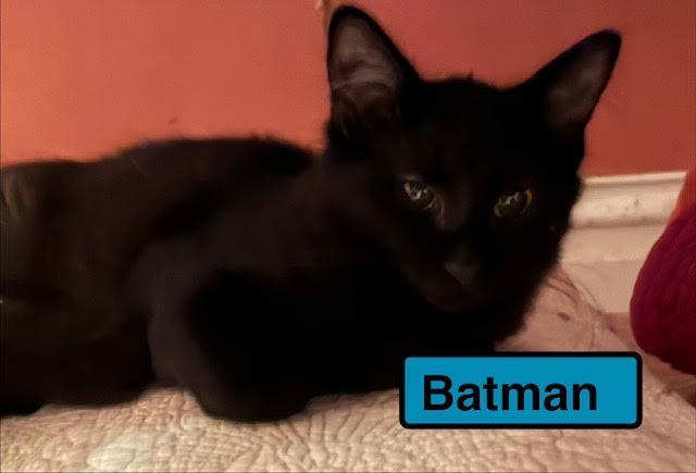 Batman, Adoptable, Kitten Male Domestic Short Hair.
